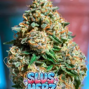 slusherz strain Close-up of a tall, heavily frosted cannabis bud of the strain Slushee Herkz (or Slush Herkz), densely coated in sparkling white trichomes with vivid orange pistils threading through bright green foliage. The cola has a chunky, resin-drenched appearance with a light sugary dusting. Set against a teal-blue background. Overlaid is a bold, glossy, dripping cartoon-style text graphic reading “SLUS HERZ” (or “SLUSHErZ”) in a fun bubble-letter font with a blue-to-purple-to-pink gradient, wet slime drips, sparkling highlights, and several cute kawaii-style slushie cups with straws, a cherry, and little happy faces peeking out from the letters.