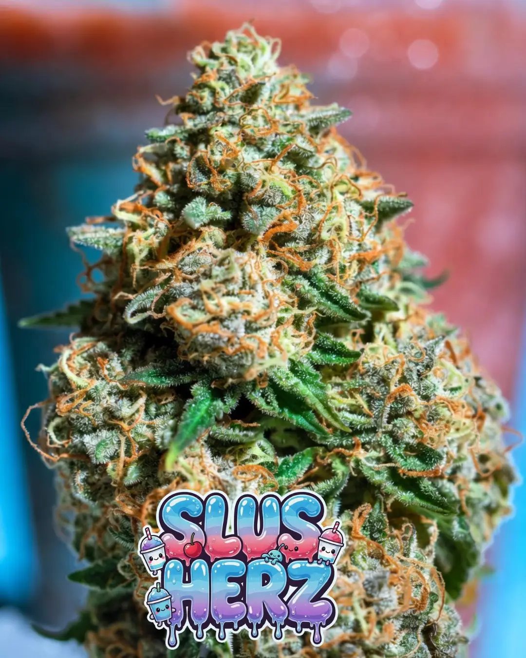 Slusherz cannabis seeds from Supernatural Seeds