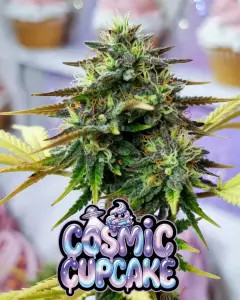 cosmic cupcake strain Close-up of a tall, extremely frosty cannabis bud of the strain Cosmic Cupcake, thickly coated in sparkling white trichomes and bright orange pistils weaving through vibrant green leaves with subtle purple undertones. The dense cola has a sugary, resin-drenched appearance. In the background are soft-focus cupcakes. Overlaid is a bold, glossy, dripping cartoon-style text graphic reading βCOSMIC CUPCAKEβ in a shiny purple-to-blue-to-light-blue galaxy gradient font, featuring wet slime drips, starry sparkles, a cute smiling blue cupcake character with swirls and eyes, a small UFO with an alien, and glowing cosmic effects around the letters. Short version: Frosty Cosmic Cupcake cannabis bud with heavy trichome sparkle and orange hairs, next to blurred cupcakes, featuring shiny purple-blue dripping βCOSMIC CUPCAKEβ text overlay with cartoon cupcake character, UFO alien, sparkles, slime drips, and cosmic glow.