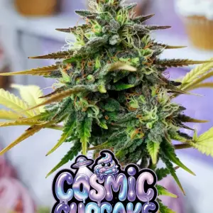 cosmic cupcake strain Close-up of a tall, extremely frosty cannabis bud of the strain Cosmic Cupcake, thickly coated in sparkling white trichomes and bright orange pistils weaving through vibrant green leaves with subtle purple undertones. The dense cola has a sugary, resin-drenched appearance. In the background are soft-focus cupcakes. Overlaid is a bold, glossy, dripping cartoon-style text graphic reading “COSMIC CUPCAKE” in a shiny purple-to-blue-to-light-blue galaxy gradient font, featuring wet slime drips, starry sparkles, a cute smiling blue cupcake character with swirls and eyes, a small UFO with an alien, and glowing cosmic effects around the letters. Short version: Frosty Cosmic Cupcake cannabis bud with heavy trichome sparkle and orange hairs, next to blurred cupcakes, featuring shiny purple-blue dripping “COSMIC CUPCAKE” text overlay with cartoon cupcake character, UFO alien, sparkles, slime drips, and cosmic glow.