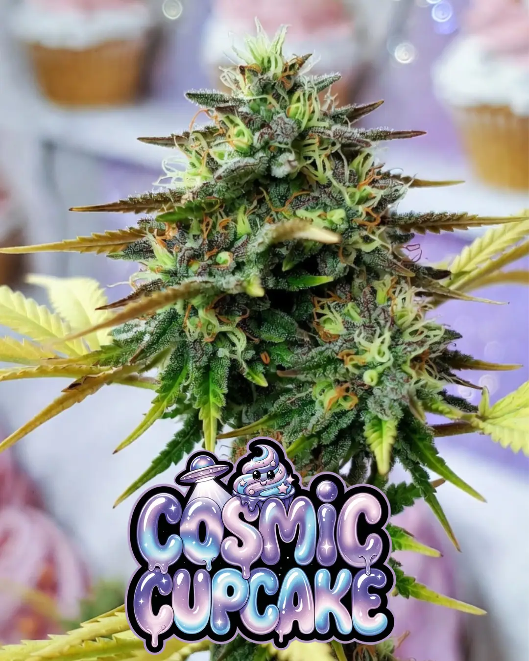 cosmic cupcake strain Close-up of a tall, extremely frosty cannabis bud of the strain Cosmic Cupcake, thickly coated in sparkling white trichomes and bright orange pistils weaving through vibrant green leaves with subtle purple undertones. The dense cola has a sugary, resin-drenched appearance. In the background are soft-focus cupcakes. Overlaid is a bold, glossy, dripping cartoon-style text graphic reading “COSMIC CUPCAKE” in a shiny purple-to-blue-to-light-blue galaxy gradient font, featuring wet slime drips, starry sparkles, a cute smiling blue cupcake character with swirls and eyes, a small UFO with an alien, and glowing cosmic effects around the letters. Short version: Frosty Cosmic Cupcake cannabis bud with heavy trichome sparkle and orange hairs, next to blurred cupcakes, featuring shiny purple-blue dripping “COSMIC CUPCAKE” text overlay with cartoon cupcake character, UFO alien, sparkles, slime drips, and cosmic glow.