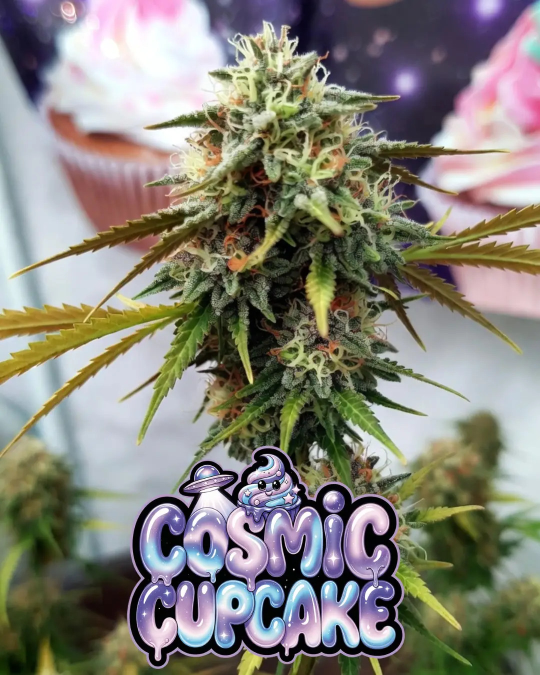 Cosmic Cupcake Strain (Ice Cream Cake × Cherry Cheesecake Auto) - Image 2