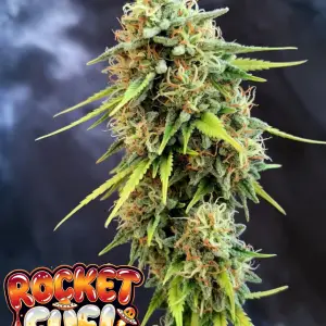 "Visual reference illustrating the theoretical terpene profile and botanical structure of the Rocket Fuel strain."