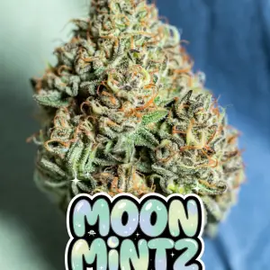 moon mintz strain Close-up of a chunky, heavily frosted cannabis bud of the strain Moon Mintz, thickly coated in sparkling white trichomes with vivid orange pistils weaving through bright green foliage. The dense cola has a sugary, icy appearance with subtle minty-green tones. Set against a soft blue-green background. Overlaid is a bold, glossy, dripping cartoon-style text graphic reading “MOON MINTZ” in a dreamy pastel gradient from light mint-green to soft blue, featuring glowing starry sparkles, crescent moons, tiny UFOs, wet slime-like drips, and cosmic twinkling effects around the bubbly letters.