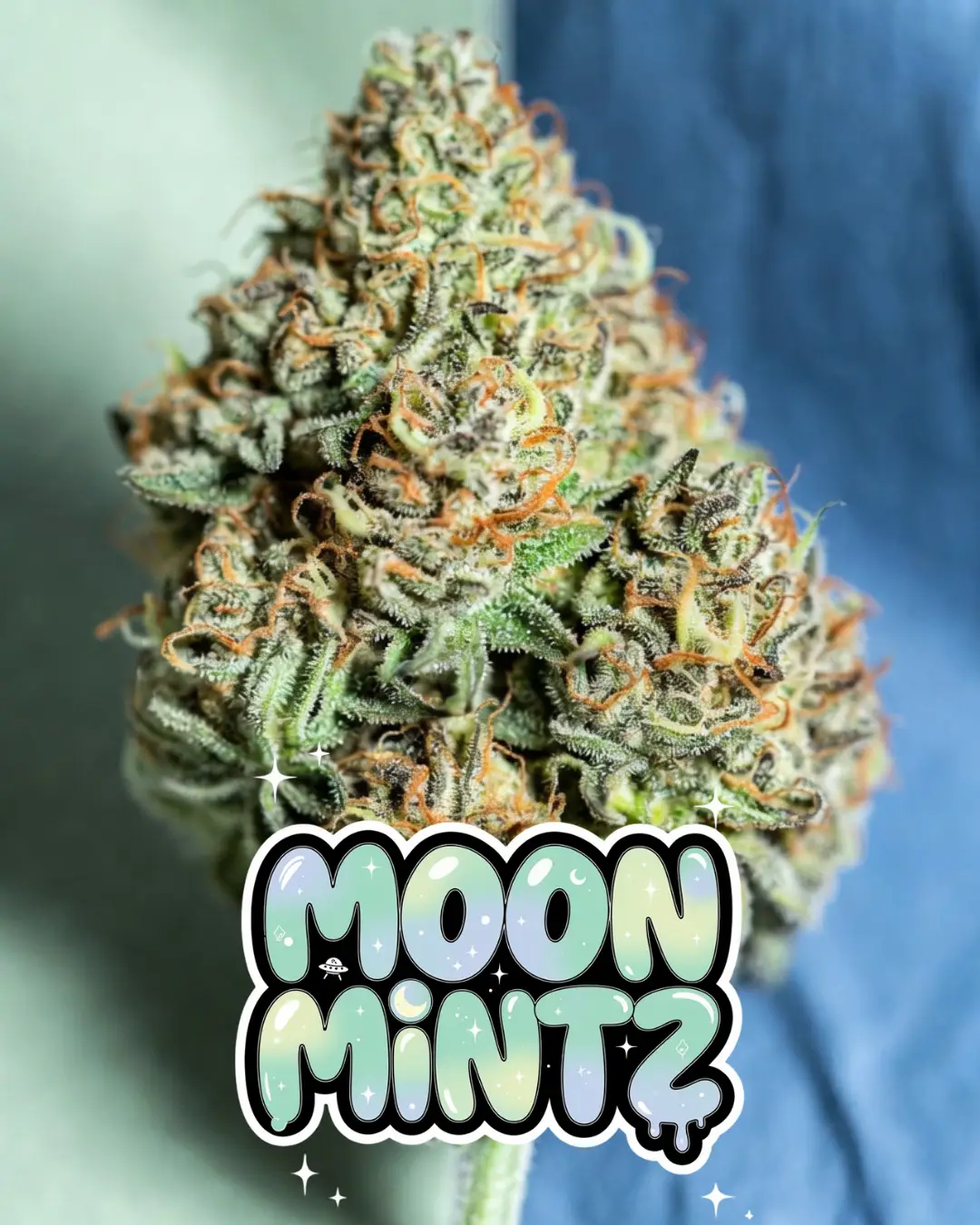 moon mintz strain Close-up of a chunky, heavily frosted cannabis bud of the strain Moon Mintz, thickly coated in sparkling white trichomes with vivid orange pistils weaving through bright green foliage. The dense cola has a sugary, icy appearance with subtle minty-green tones. Set against a soft blue-green background. Overlaid is a bold, glossy, dripping cartoon-style text graphic reading “MOON MINTZ” in a dreamy pastel gradient from light mint-green to soft blue, featuring glowing starry sparkles, crescent moons, tiny UFOs, wet slime-like drips, and cosmic twinkling effects around the bubbly letters.