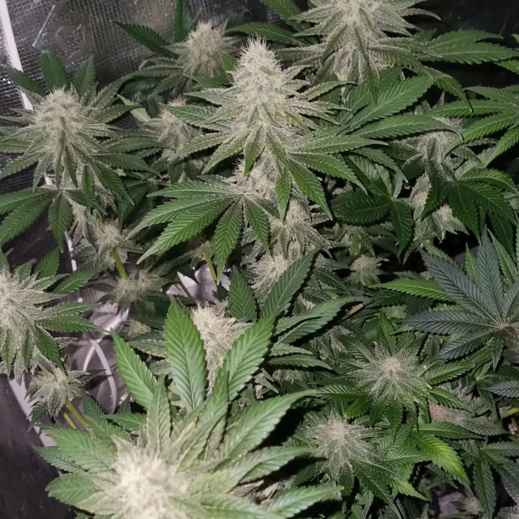glookie monster strain