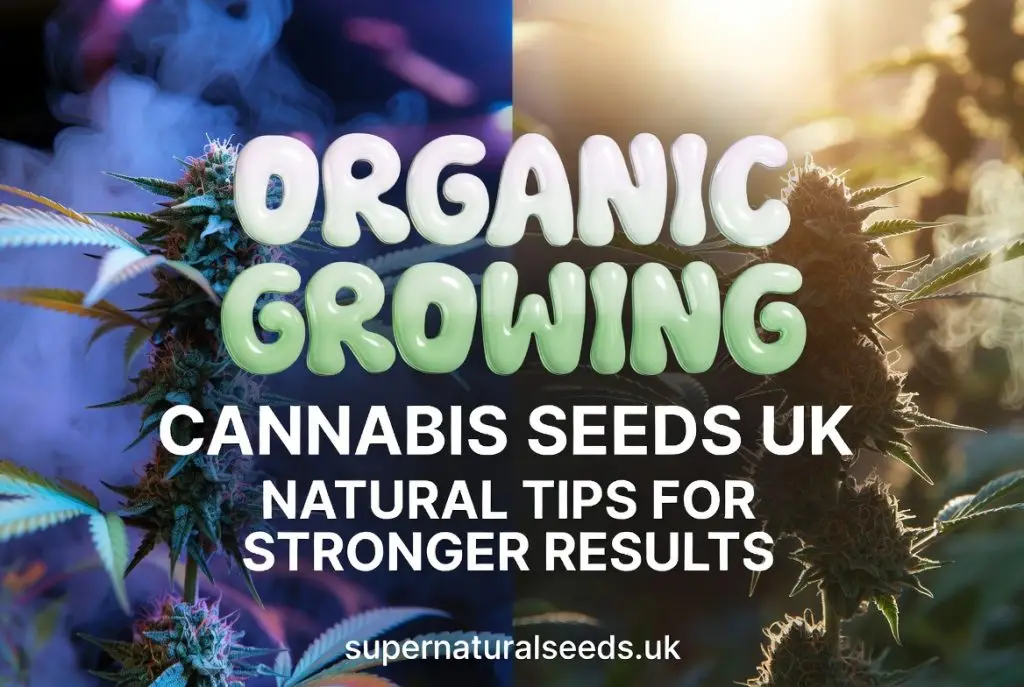 Realistic split-screen image of cannabis plants under cool and warm lighting, promoting organic growing tips for stronger results from Supernatural Seeds UK.