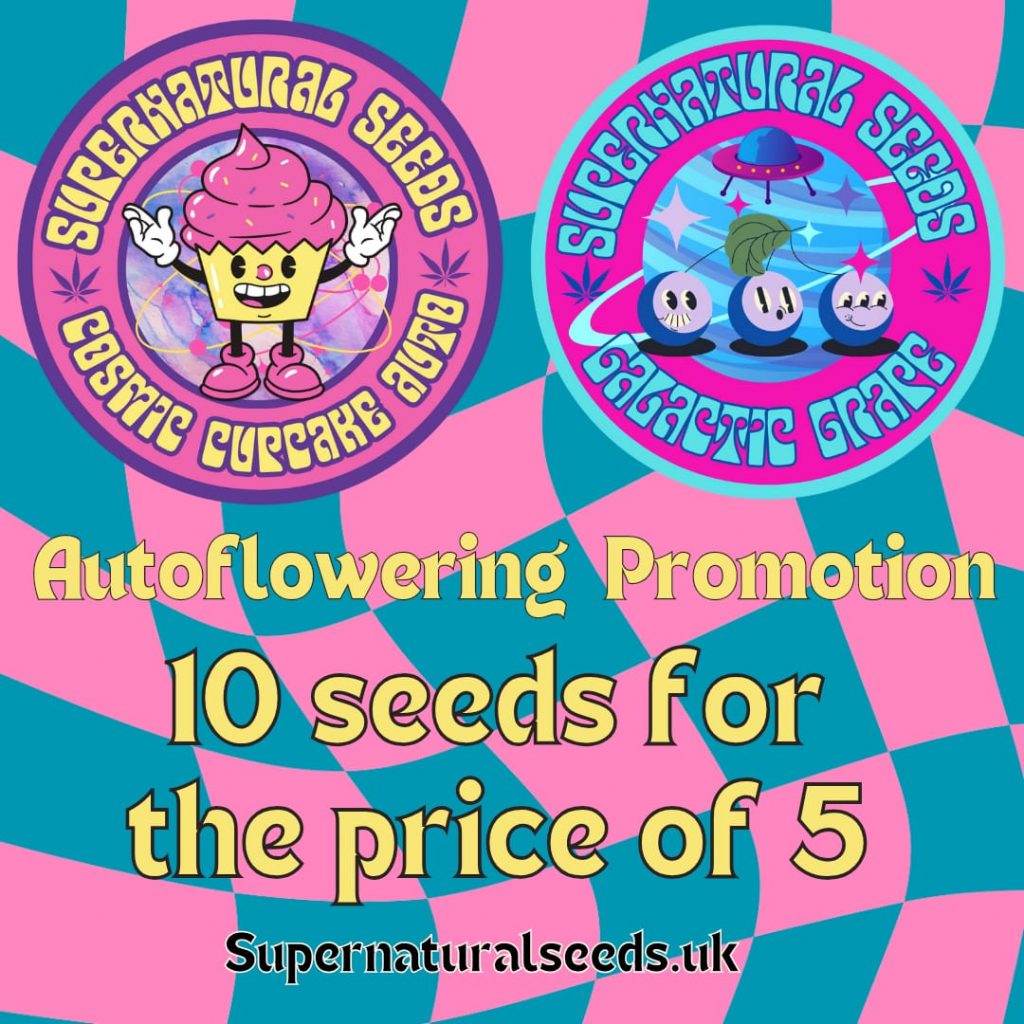 Autoflower seed promotion including galactic grape seeds and cosmic cupcake seeds.