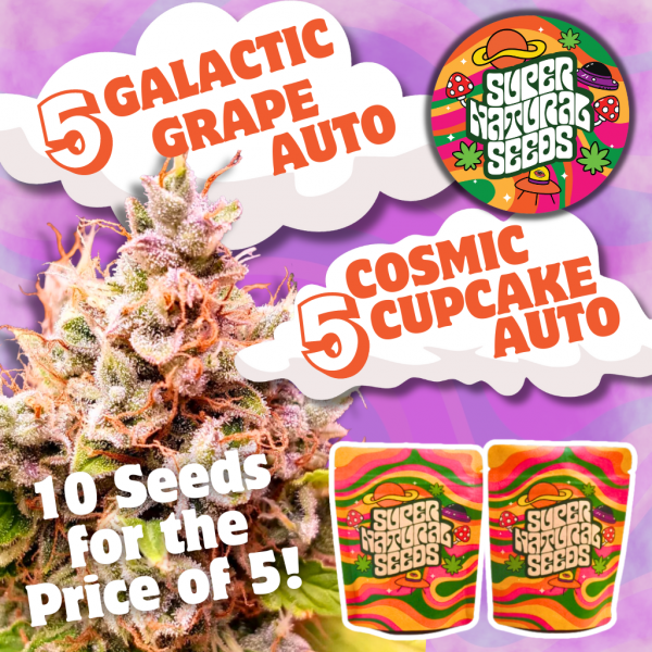 supernatural seeds autoflower promo pack including galactic grape auto and cosmic cupcake auto.