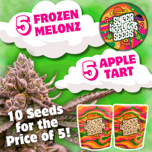 Supernatural Seeds photoperiod promo pack including frozen melonz strain and apple tart strain.