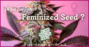 WHAT IS A FEMINIZED SEED ? SUPERNATURAL SEEDS UK