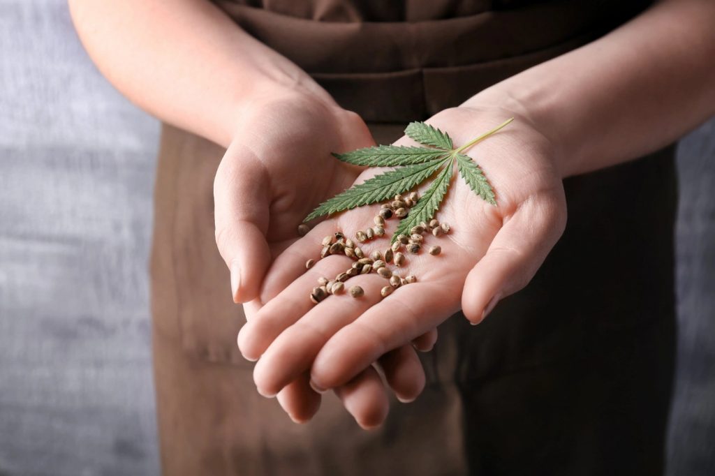 Women holding feminized seeds and cannabis leaf in hands.