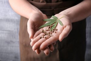 Women holding feminized seeds and cannabis leaf in hands.