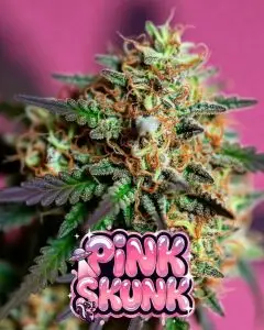 Pink Skunk strain cannabis strain graphic: frosty purple-green bud with heavy trichomes and orange hairs on hot pink background, featuring shiny dripping "PINK SKUNK" text overlay, UFO, and cute skunk character with sparkles.