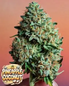 Pineapple Coconut strain cannabis strain graphic: frosty green bud with heavy trichomes and orange hairs on orange background, featuring shiny dripping "PINEAPPLE COCONUT" text overlay, cartoon aliens, pineapple, coconuts, and sparkles.