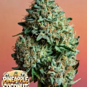 Pineapple Coconut strain cannabis strain graphic: frosty green bud with heavy trichomes and orange hairs on orange background, featuring shiny dripping "PINEAPPLE COCONUT" text overlay, cartoon aliens, pineapple, coconuts, and sparkles.