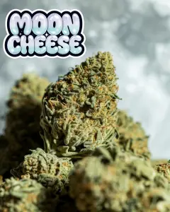 moon cheese strain autoflower cannabis nug close up product photo