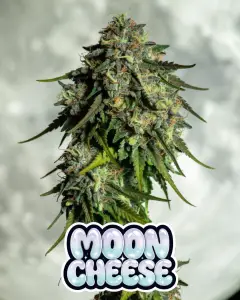 moon cheese strain cannabis bud with heavy trichome sparkle and orange hairs, featuring shiny pastel text overlay MOON CHEESE