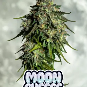Moon Cheese Autoflower cannabis seeds Strain cannabis bud with heavy trichome sparkle and orange hairs, featuring shiny pastel text overlay MOON CHEESE