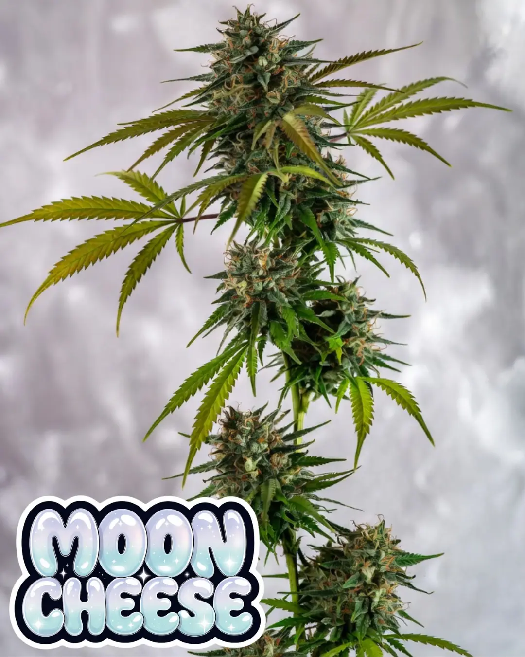 Buy Moon Cheese Autoflower Cannabis Seeds | (Moon Mints × Blue Cheese Auto) - Image 3