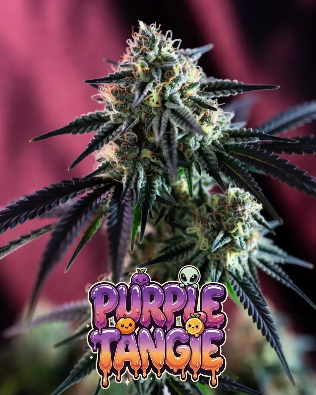 Purple Tangie Strain | Autoflowering Seeds | (Sour Orange × Galactic Grape Auto) - Image 3