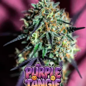 purple tangie strain Close-up of a vibrant, heavily frosted cannabis bud of the strain Purple Tangie, displaying deep purple and magenta tones throughout the dense cola, coated in a thick layer of sparkling white trichomes and bright orange pistils. The bud has striking purple leaves and calyxes with vivid green undertones. Set against a rich purple-pink background. Overlaid is a bold, glossy, dripping cartoon-style text graphic reading “PURPLE TANGIE” in a fun gradient bubble-letter font from deep purple to warm orange, with wet slime drips, sparkling stars, cute cartoon tangerines with happy faces, a small purple alien peeking out, and gooey drip effects around the letters.