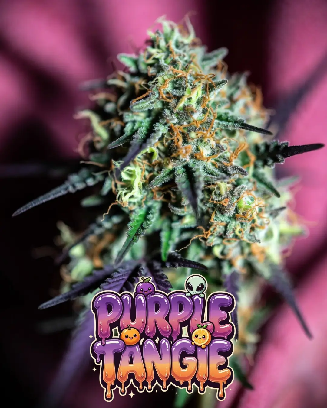 purple tangie strain Close-up of a vibrant, heavily frosted cannabis bud of the strain Purple Tangie, displaying deep purple and magenta tones throughout the dense cola, coated in a thick layer of sparkling white trichomes and bright orange pistils. The bud has striking purple leaves and calyxes with vivid green undertones. Set against a rich purple-pink background. Overlaid is a bold, glossy, dripping cartoon-style text graphic reading “PURPLE TANGIE” in a fun gradient bubble-letter font from deep purple to warm orange, with wet slime drips, sparkling stars, cute cartoon tangerines with happy faces, a small purple alien peeking out, and gooey drip effects around the letters.