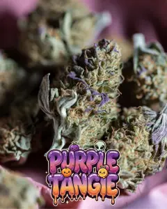 Close-up view of multiple dense, frosty cannabis buds of the purple tangie strain, piled together, each covered in a thick layer of sparkling white trichomes and bright orange pistils. The nugs show vibrant green tones with some lighter green and subtle amber highlights. Overlaid is a bold, glossy, dripping cartoon-style text graphic reading βpurple tangieβ in a fiery orange-to-yellow-to-red gradient font with a wet, molten look, featuring glowing sparkles, dripping goo effects,with an orange dome, a cute orange character, and dynamic flame/launch trail accents.