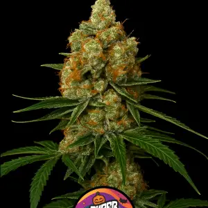Phantom Fuel – Halloween Cannabis Strain | Limited Edition Strain (Ghost OG x Rocket Fuel)