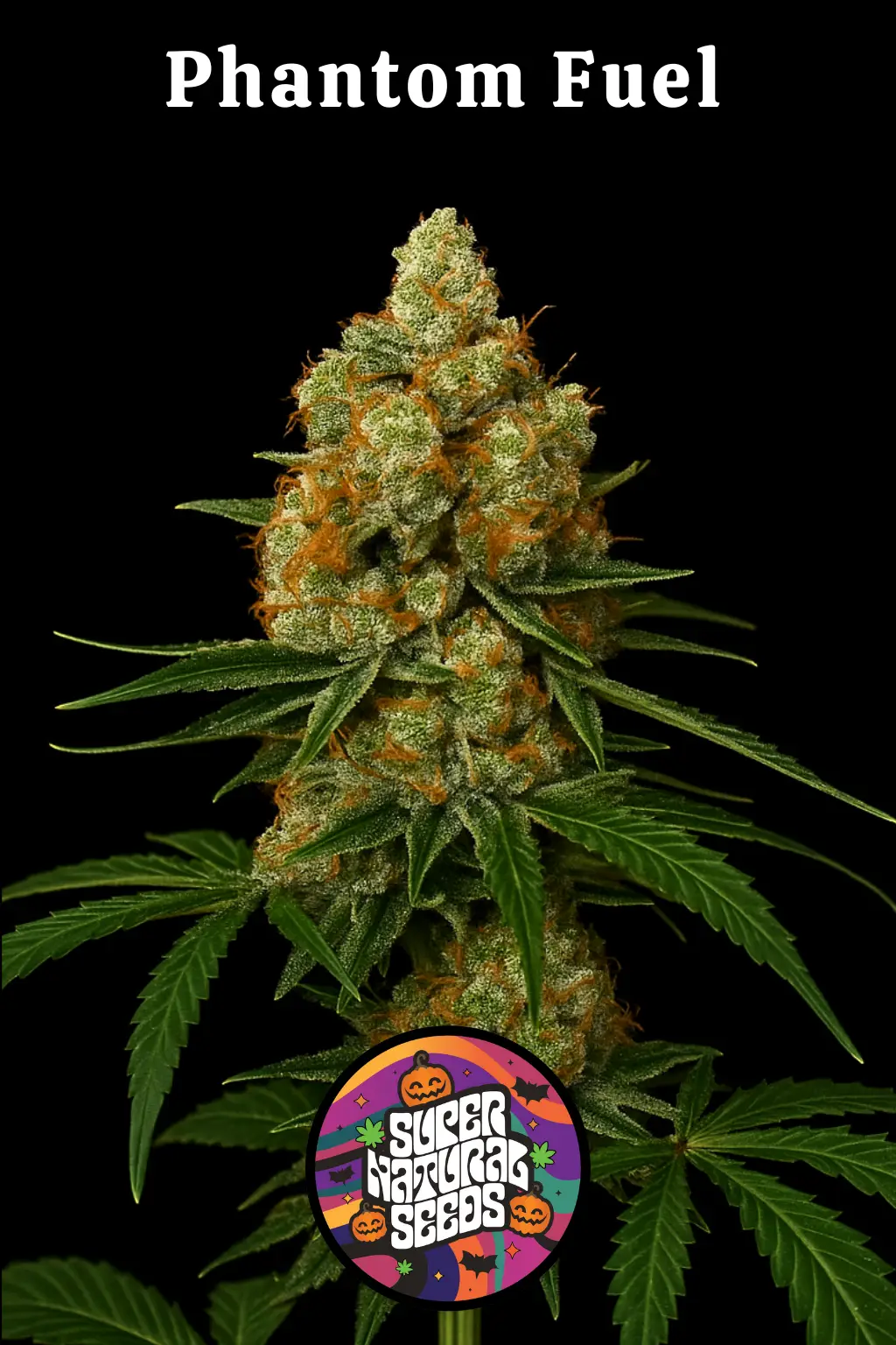 Phantom Fuel – Halloween Cannabis Strain | Limited Edition Strain (Ghost OG x Rocket Fuel)