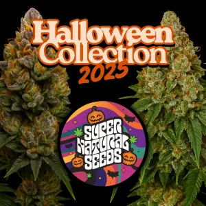 Supernatural Seeds Halloween Collection 2025 Limited Edition Halloween Cannabis Strains