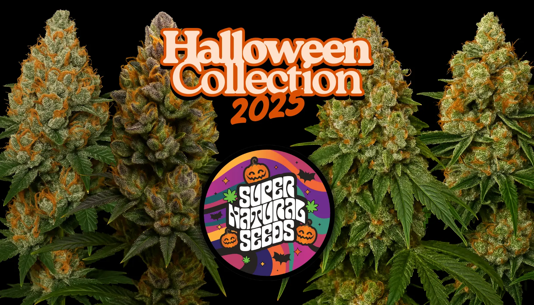 Supernatural Seeds Halloween Collection 2025 Limited Edition Halloween Cannabis Strains