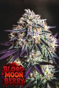 Blood Moon Berry strain logo with dripping red and orange text, blood moon background, and cartoon berry characters – premium cannabis seeds branding