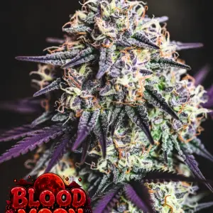Blood Moon Berry cannabis seeds logo with dripping red and orange text, blood moon background, and cartoon berry characters – premium cannabis seeds branding
