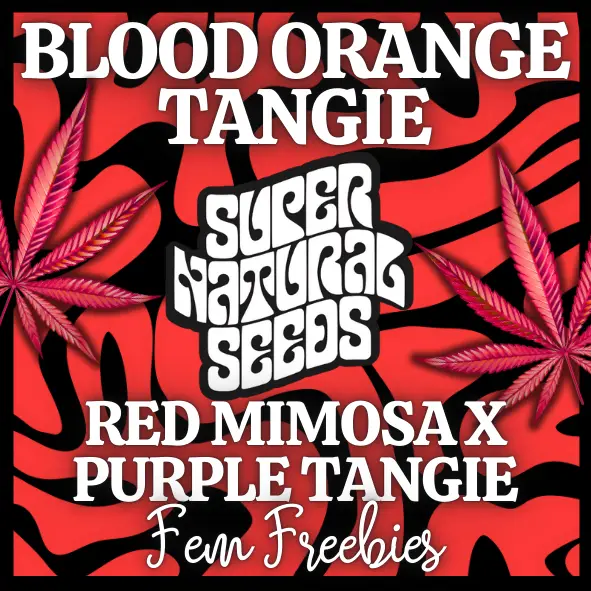 Blood Orange Tangie freebies included in Halloween cannabis strain bundle