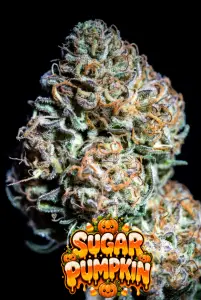 Sugar Pumpkin Strain Feminized Cannabis Seeds (Candy Jack x Vanilla Frosting) β sweet pumpkin, creamy dessert flavours & subtle spice.