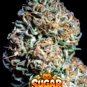 Sugar Pumpkin cannabis seeds Feminized Cannabis Seeds (Candy Jack x Vanilla Frosting) – sweet pumpkin, creamy dessert flavours & subtle spice.