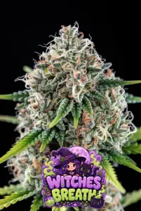 witches breath cannabis seeds large forsty main cola of a flowering cannabis plant with bubble text logo sayingbwitches breath with a awitch and a cat