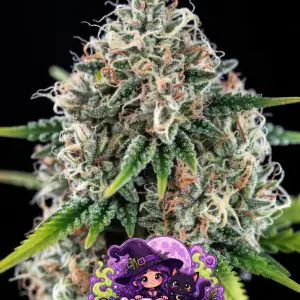 witches breath cannabis seeds large forsty main cola of a flowering cannabis plant with bubble text logo sayingbwitches breath with a awitch and a cat