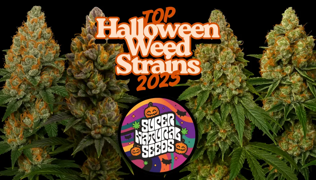 Top 5 Halloween Weed Strains 2025 – Limited Edition Cannabis Seeds UK by Supernatural Seeds featuring Witches Breath, Sugar Pumpkin, Blood Moon Berry, Phantom Fuel, and Blood Orange Tangie