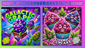 Best Autoflower Cannabis seeds UK 2026| Supernatural Seeds UK