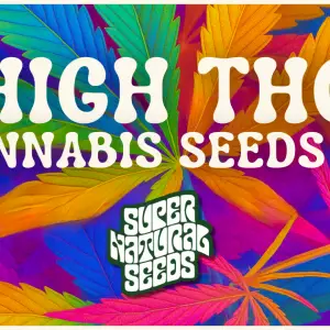 High THC Cannabis Seeds