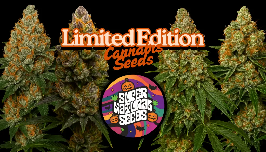 Supernatural Seeds limited edition cannabis seeds UK, featuring exclusive Halloween drops like Phantom Fuel and Sugar Pumpkin.
