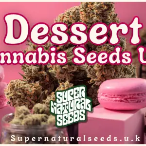 Dessert Cannabis Seeds