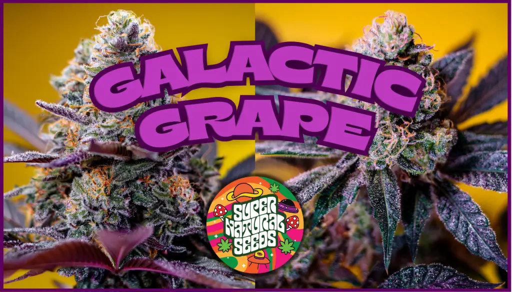 Galactic Grape strain Supernatural Seeds Autoflower Cannabis Seeds UK – Purple Thai x Grape Gushers Auto fruity resinous buds