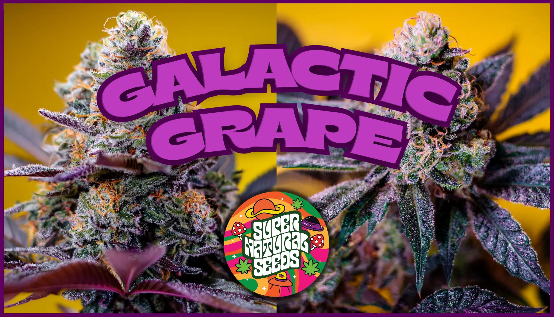 Galactic Grape strain Supernatural Seeds Autoflower Cannabis Seeds UK – Purple Thai x Grape Gushers Auto fruity resinous buds