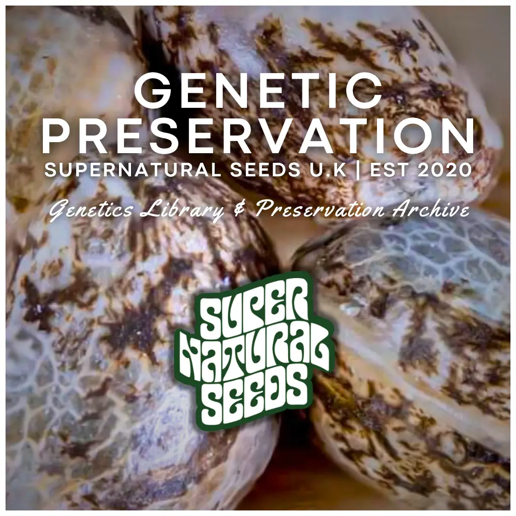Close-up macro image of preserved cannabis seeds representing genetic preservation and seed health certificate at Supernatural Seeds UK.