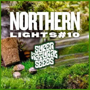 Northern Lights #10 cannabis seeds presented as a genetic preservation pack, heritage Northern Lights lineage archived by Supernatural Seeds