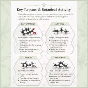 Infographic showing key terpenes associated with Northern Lights #10, including caryophyllene, myrcene, linalool and humulene, with botanical properties and entourage context