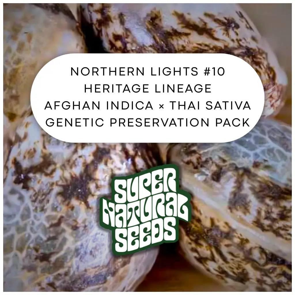 🔥 Northern Lights Strain – Genetic Preservation Cannabis Seeds UK - Image 2